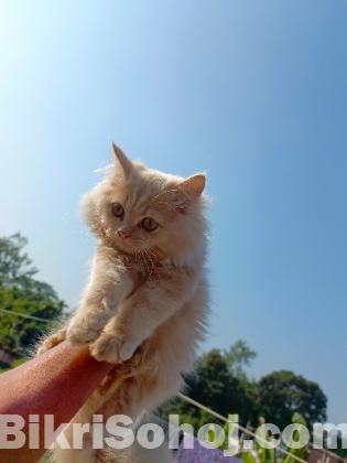 Traditional persian kitten (3.5 month)